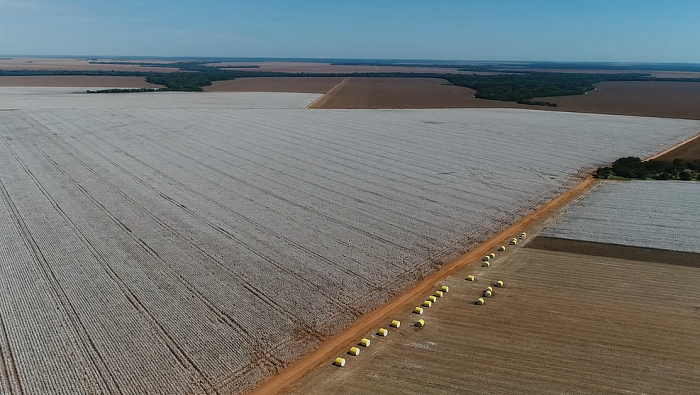 Mato Grosso bate recorde histórico: Safra de 113 milhões de toneladas consolida liderança agro